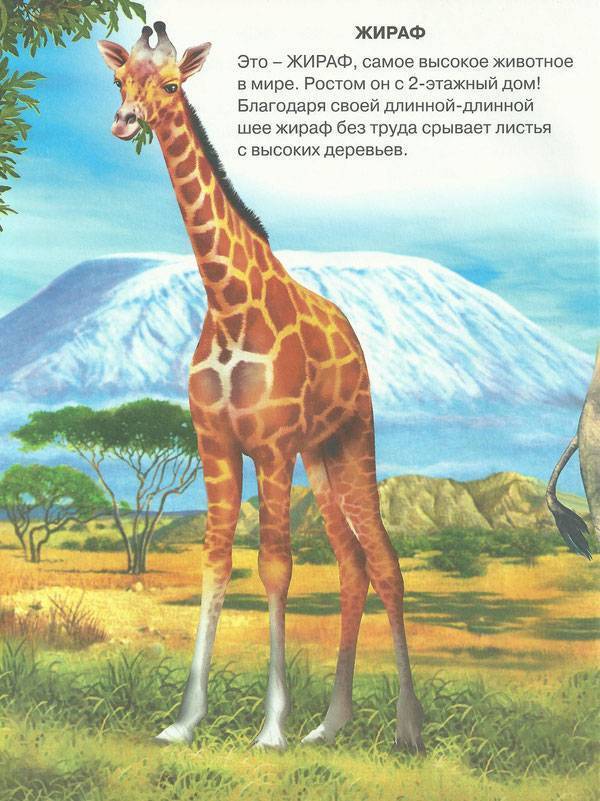 Почему у жирафа длинный синий язык