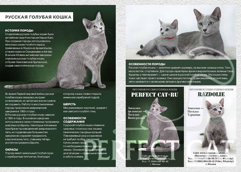 Русская голубая кошка: описание породы, характер, фото, котята