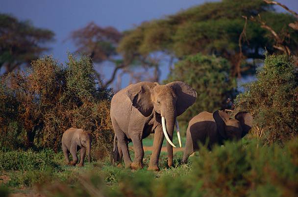 Слон: описание, виды, среда обитания, рацион, враги | планета животных