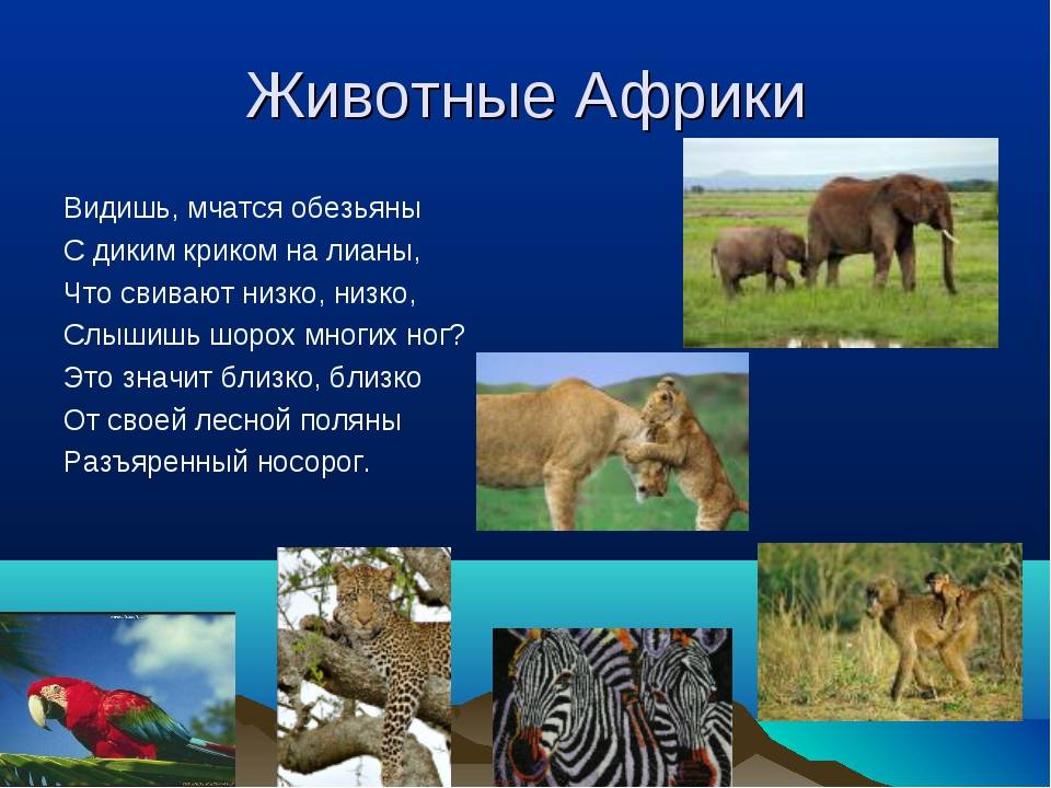 Животные саванны. описания, названия и особенности животных саванны | животный мир
