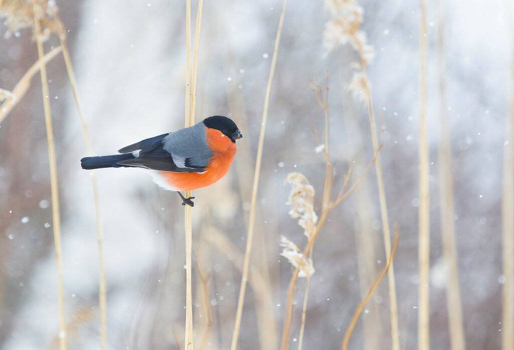Снегирь — интересные факты о птице | vivareit