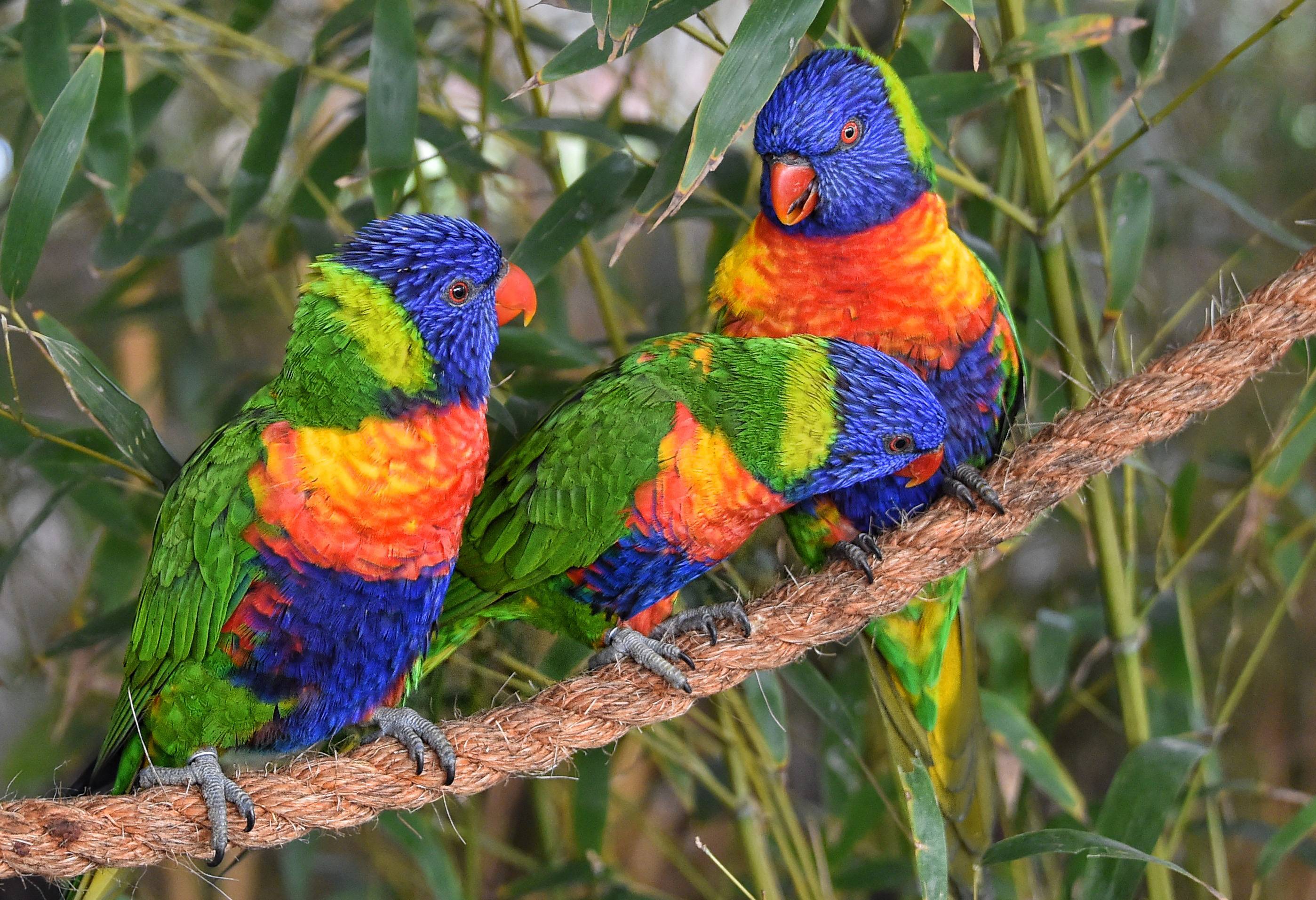 Определение пола у попугая лютино - ответы и советы на твои вопросы