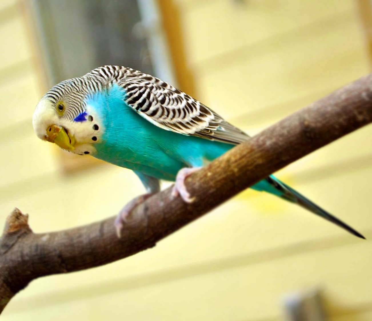 Продолжительность жизни популярных видов попугаев в домашних условиях