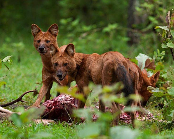 Красный волк (фото): опасный хищник с необычной внешностью