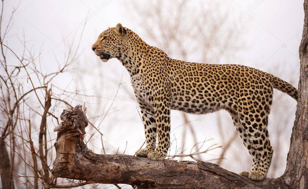 Леопард – фото, описание, подвиды, чем питается, где обитает