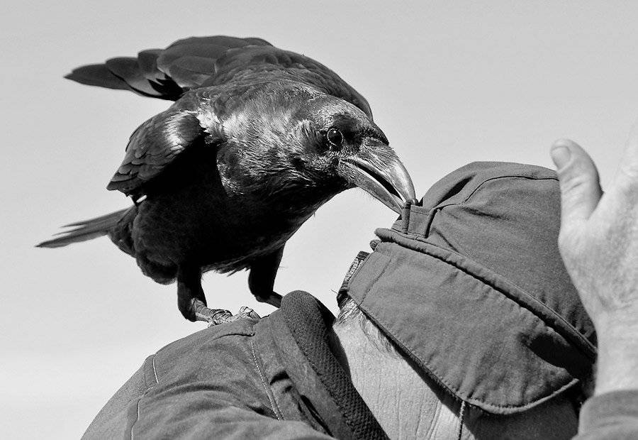 К чему нападает ворона на человека приметы