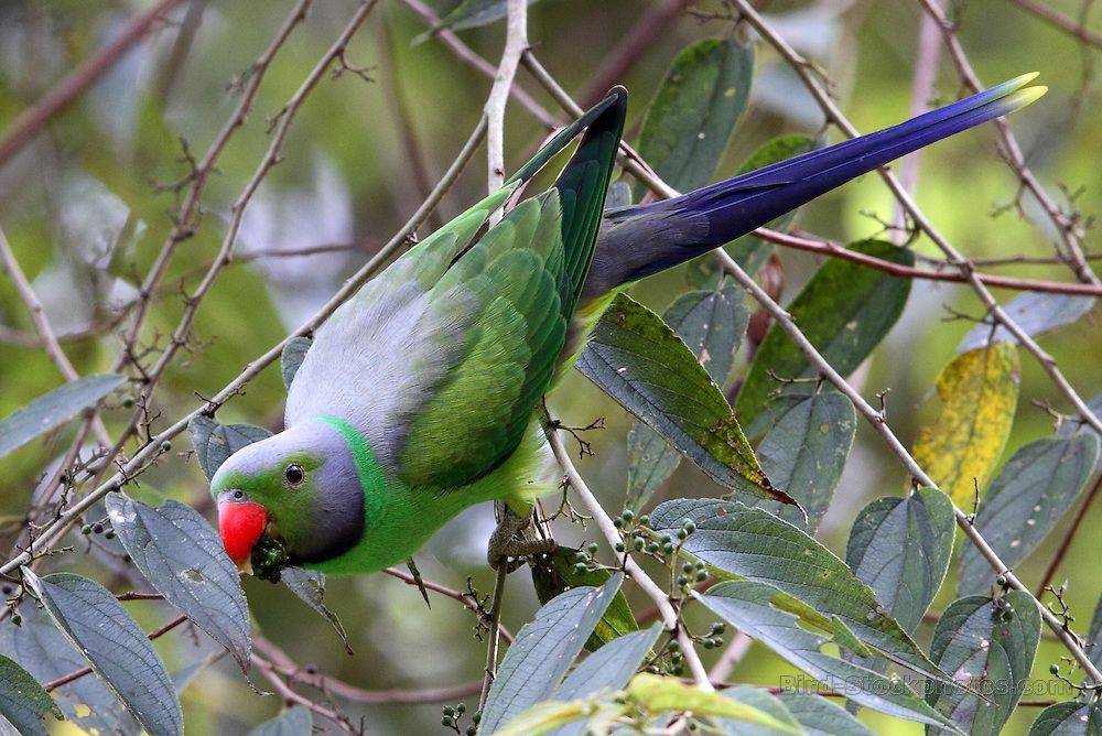 Индийский кольчатый попугай или ожереловый попугай крамера (psittacula krameri) | кольчатые | ptichka.net - домашние питомцы
