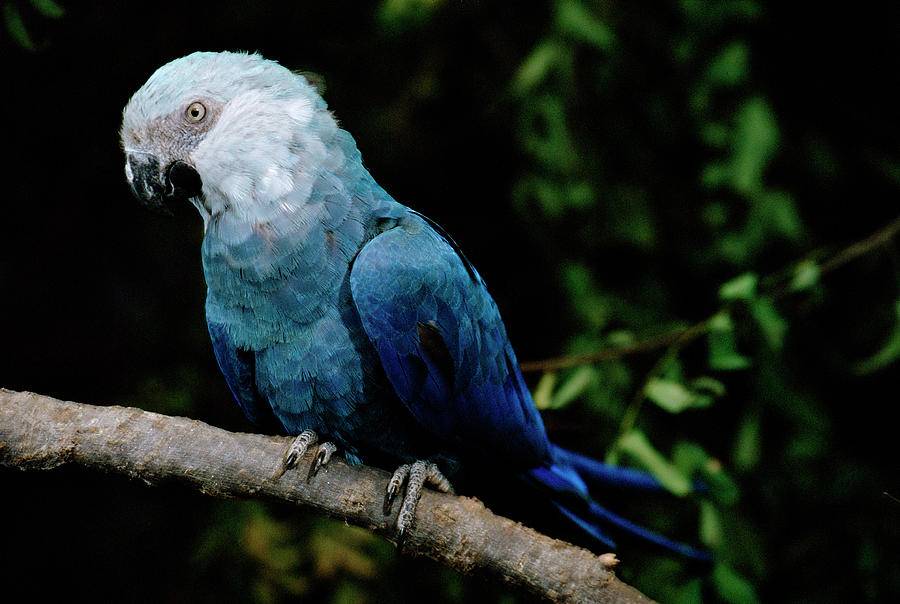 Голубой ара: внешний вид и образ жизни попугая, правила содержания в неволе, размножение