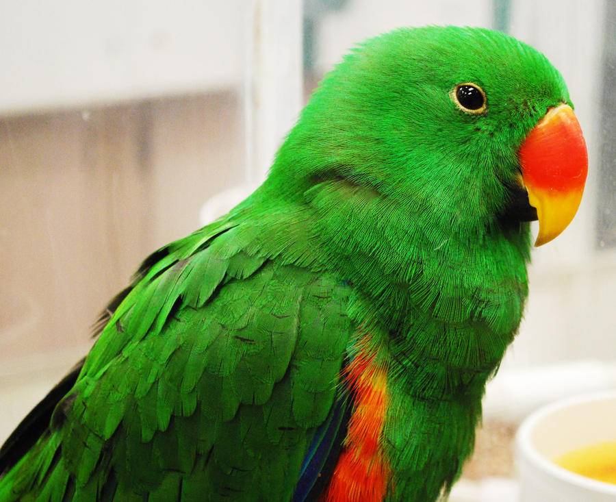 Благородный попугай эклектус – особенности содержания