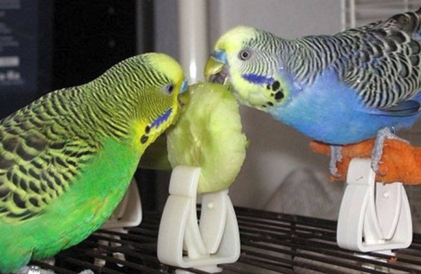 Можно ли попугаю банан, как давать волнистым попугаям