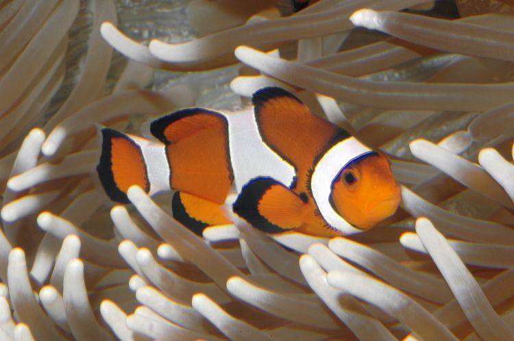 Клоун – оранжевая рыба с белыми полосками