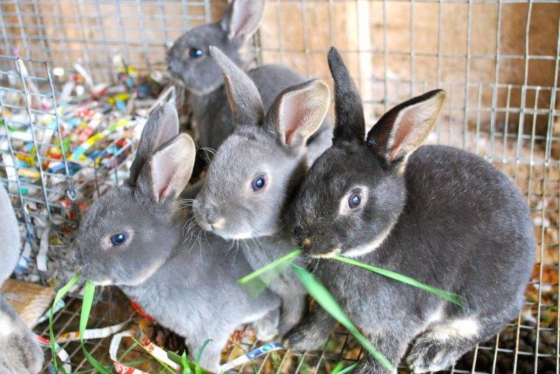 Содержание кроликов в вольерах: плюсы и минусы такого метода | свое хозяйство