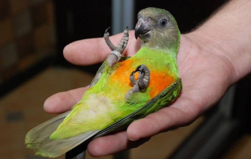 Сенегальский попугай | описание, содержание, кормление попугаев - kotiko.ru