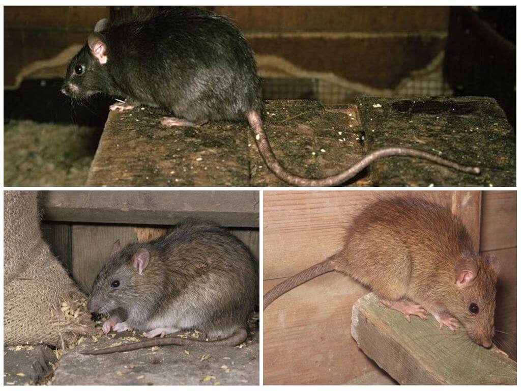 Полинезийская крыса, или малая крыса | мир животных и растений