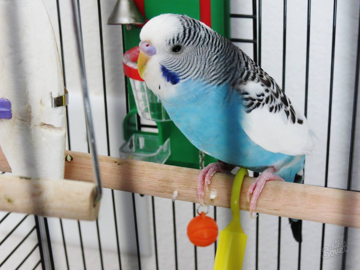 Как дрессировать волнистого попугая: 12 шагов