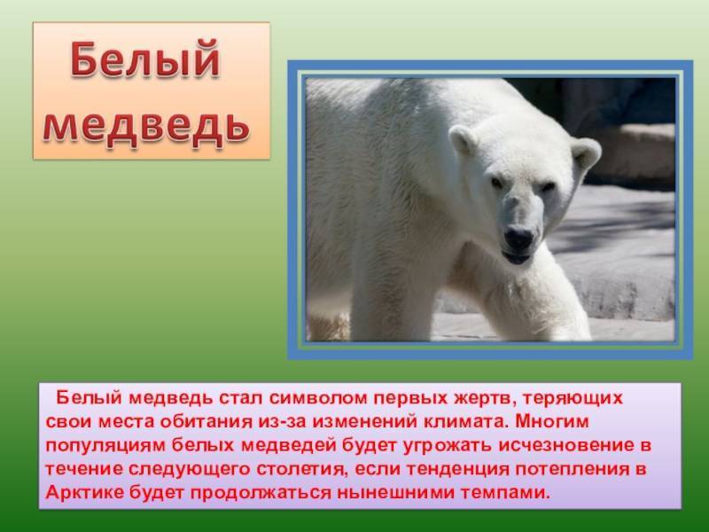 Белый медведь - описание, где живет, чем питается, сколько весит