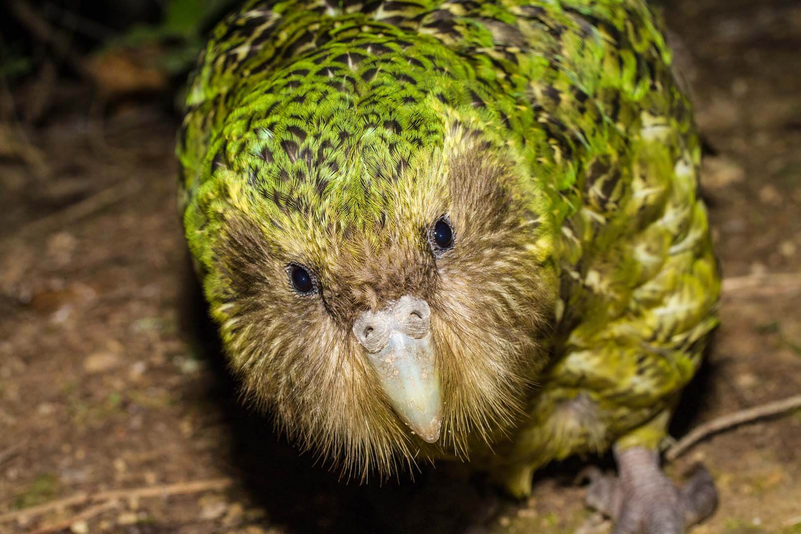 Птицы новой зеландии — нелетающие, редкие и вымирающие