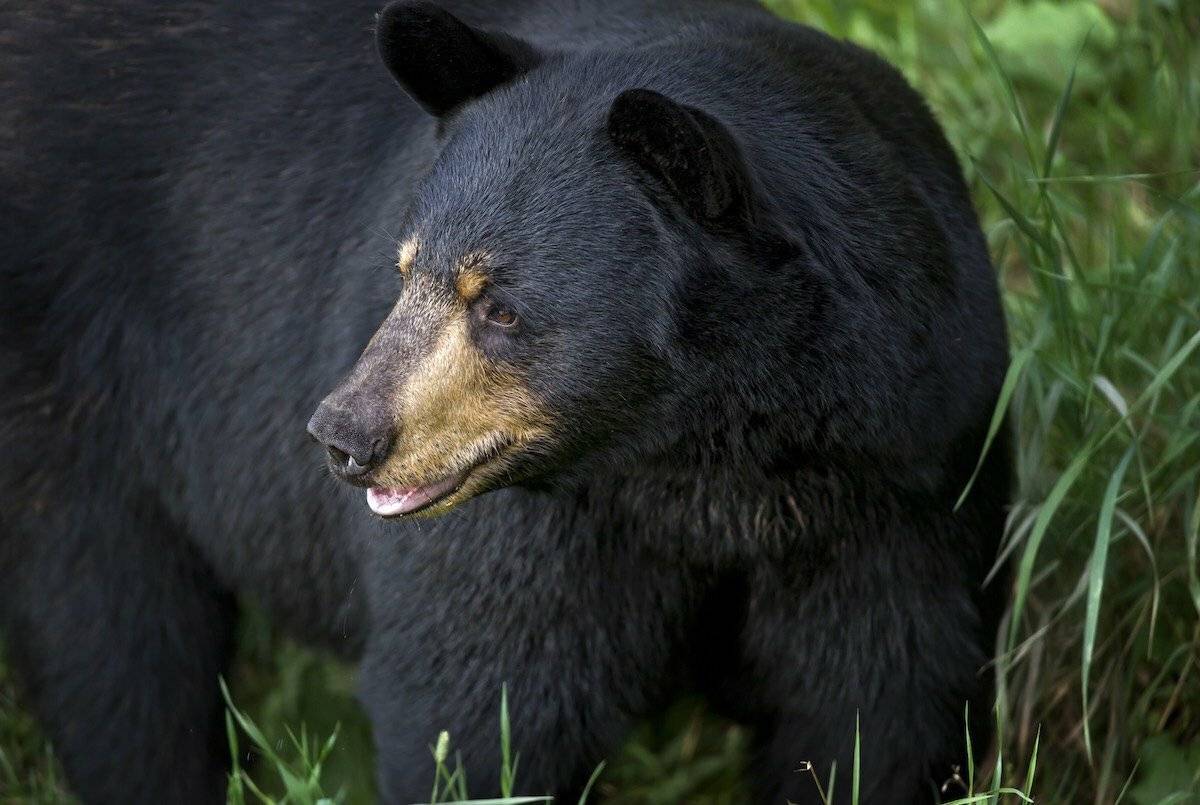 Барибал или черный медведь – фото и описание, где обитает и чем питается, интересные факты
