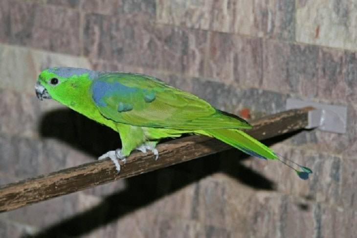 Виды попугаев: описание, породы, фото и названия