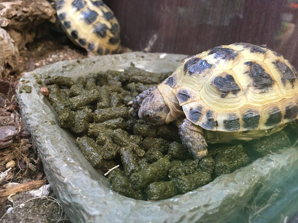 ✅ что едят сухопутные черепахи в домашних условиях? чем кормить в домашних условиях сухопутную черепаху - wokak.ru