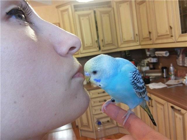 Как отучить попугая кусаться: почему птица может нападать, что делать, если волнистик стал агрессивным