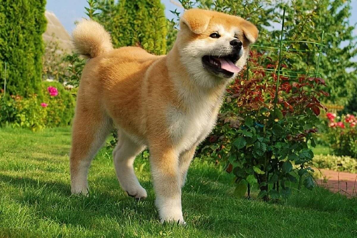 Акита ину: описание и характер собаки, отзывы владельцев