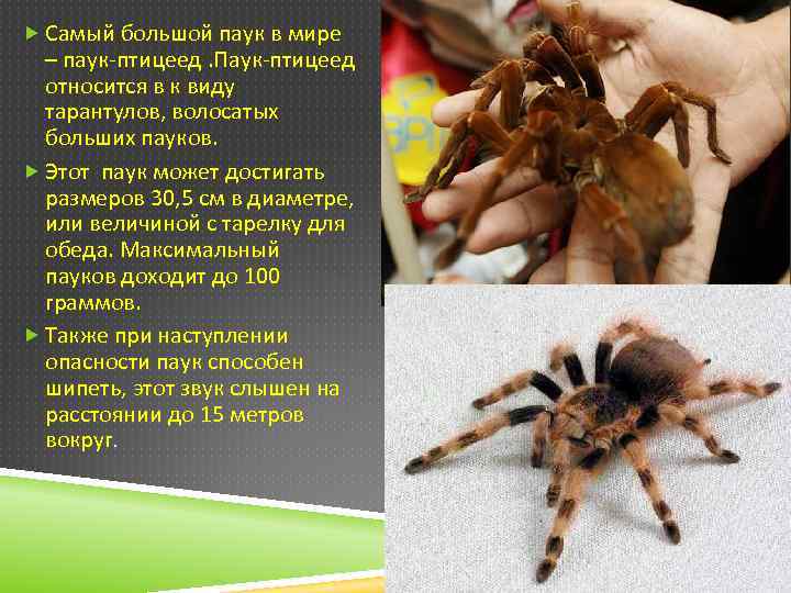 Какие виды пауков живут в квартире или доме