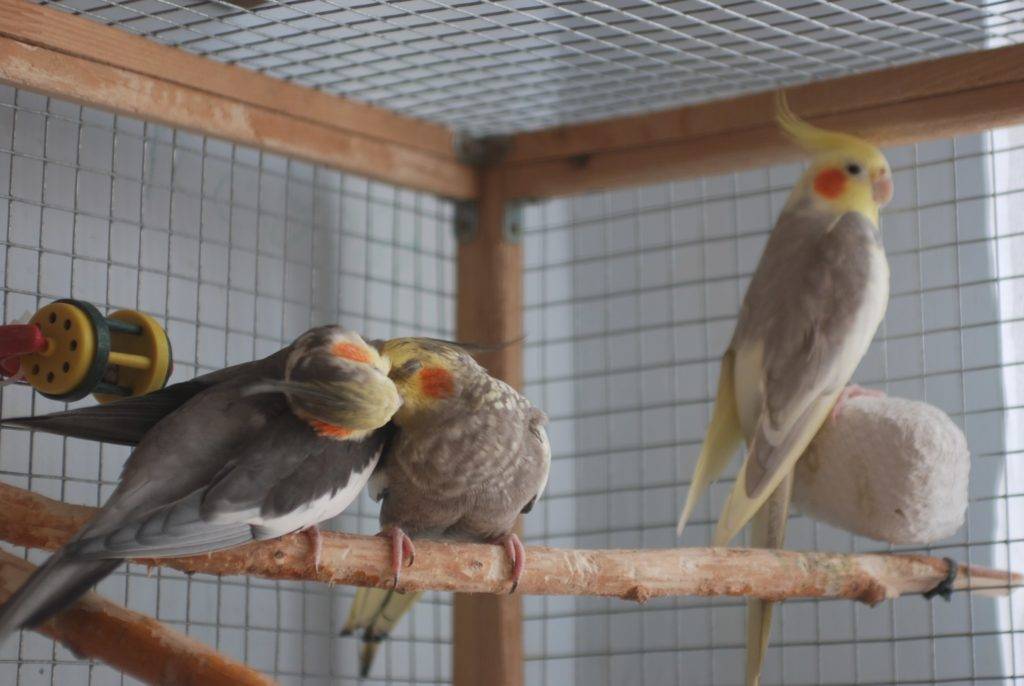 Как приручить кореллу к рукам: практические советы владельцам птицы
