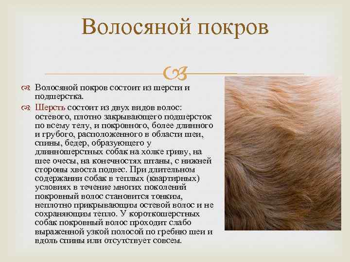 Средние породы собак. описания, особенности, названия и виды средних пород собак