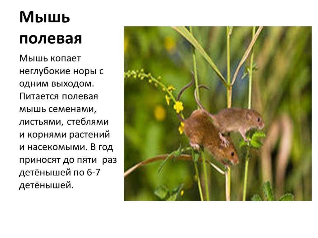 Полевка мышь. образ жизни и среда обитания полевки