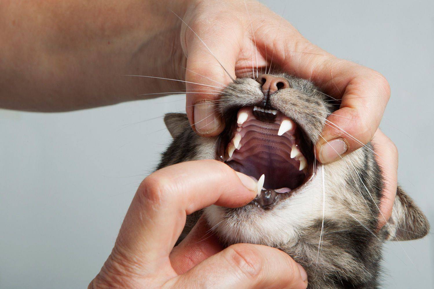 Стоматит у кошек – описание, симптомы, лечение, профилактика