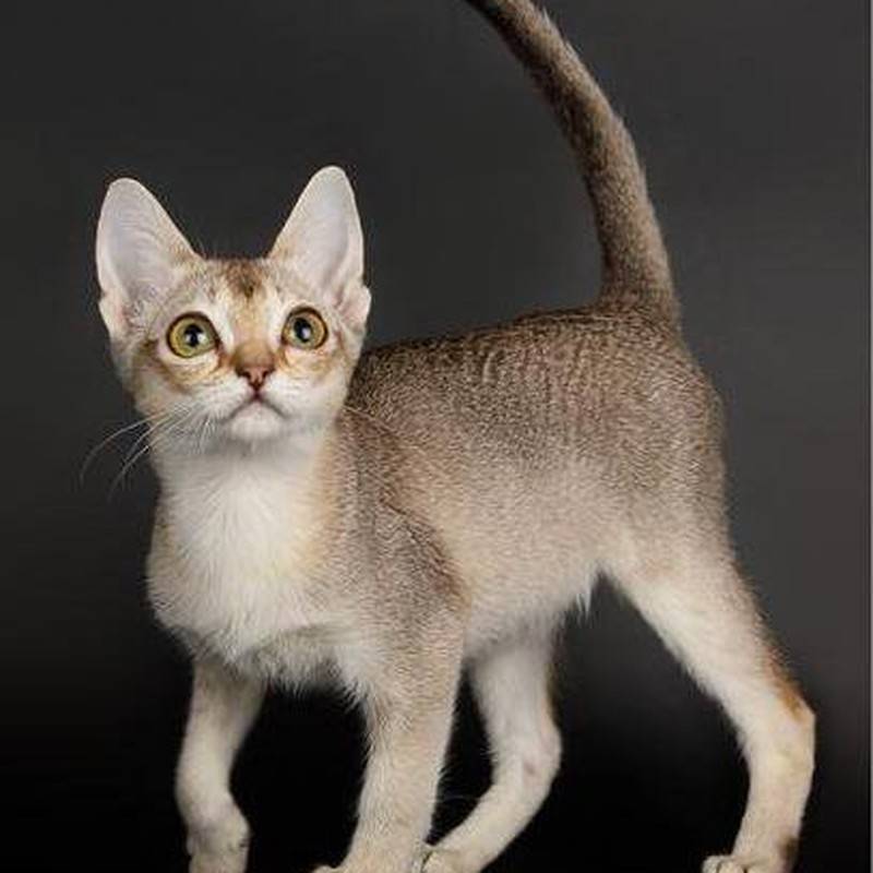 Самые маленькие породы кошек в мире: с фото и названиями