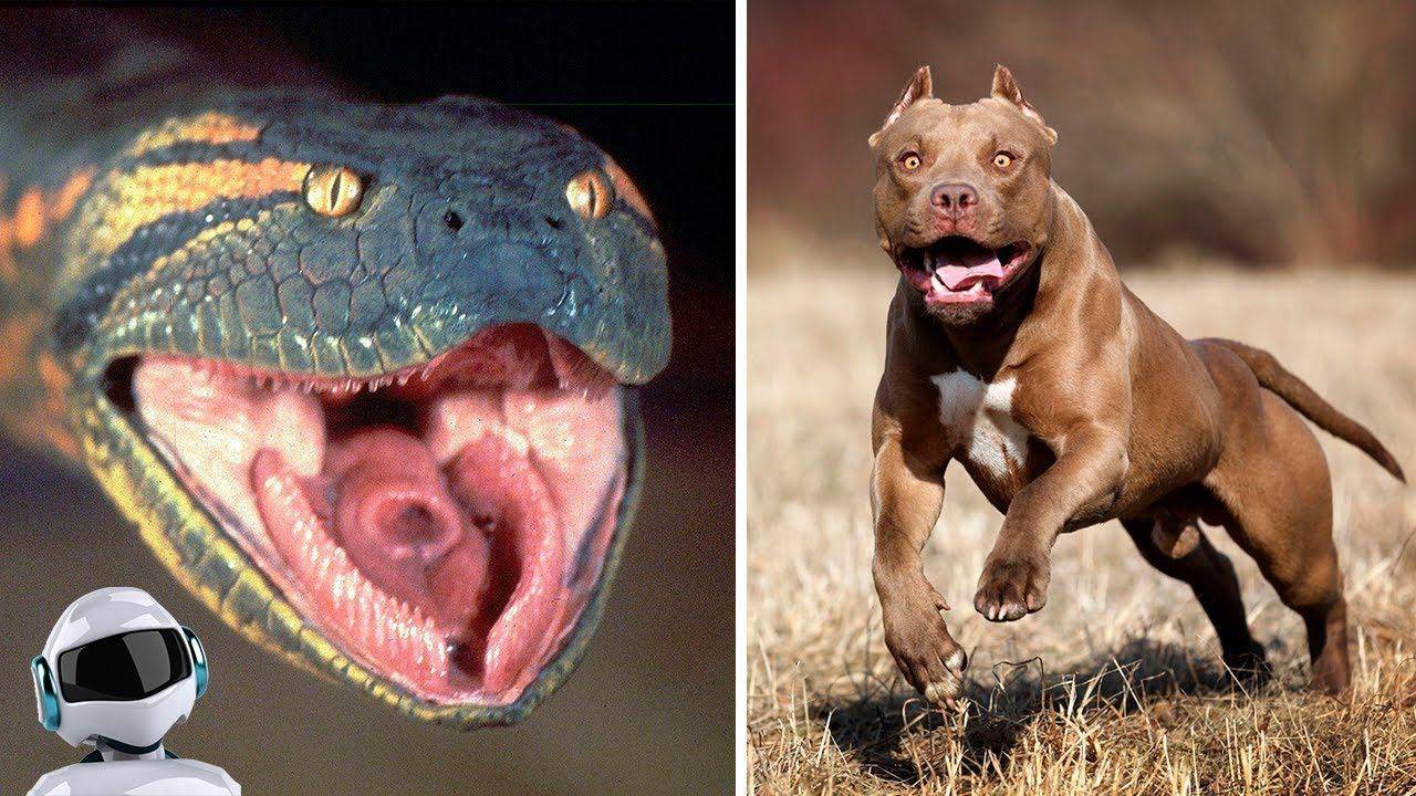 10 самых опасных животных в мире. описание и фото самых опасных животных