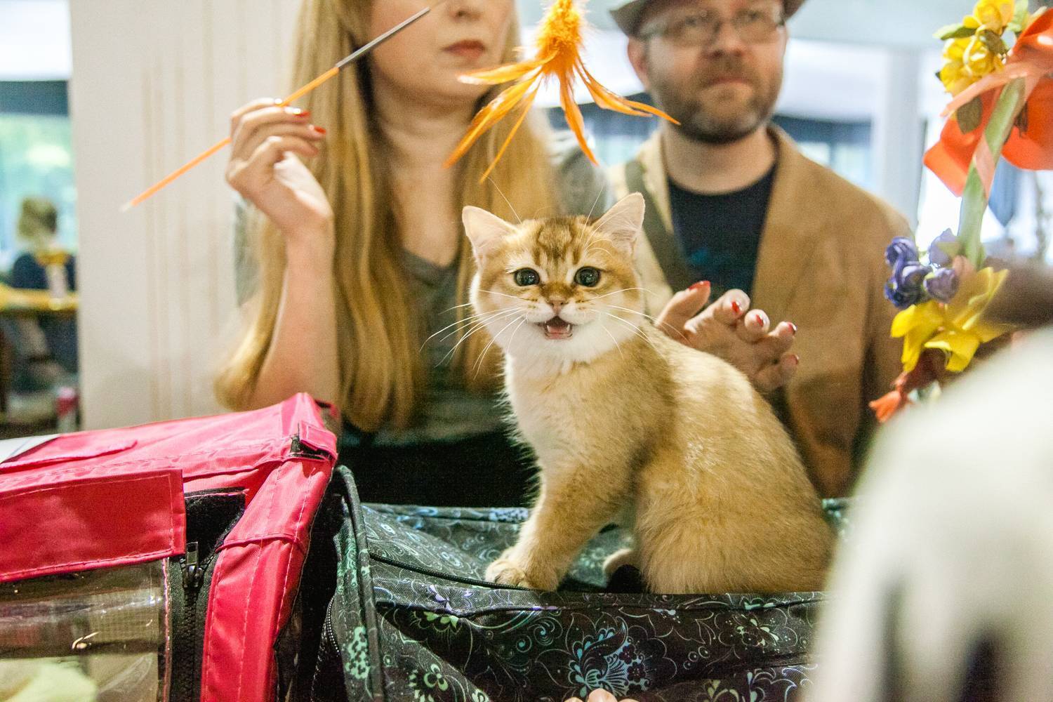 Подготовка кошек к выставке – всё, что нужно знать владельцу