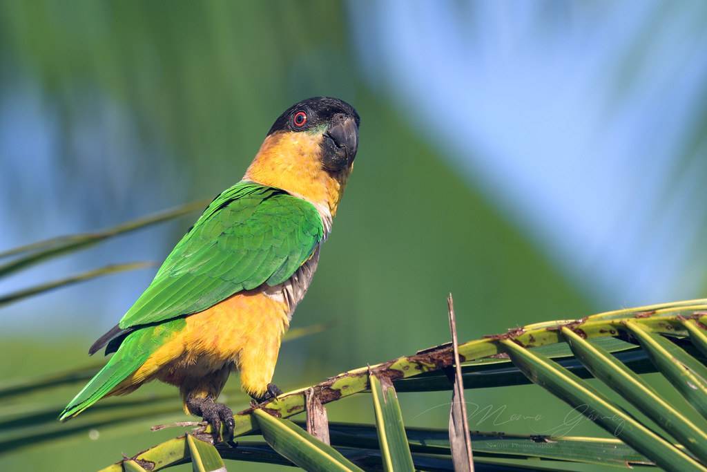 Говорящий попугай: лучшие виды и породы для обучения