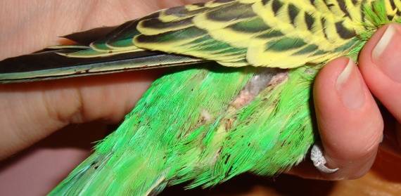 Блохи у волнистых попугаев: симптомы и лечение