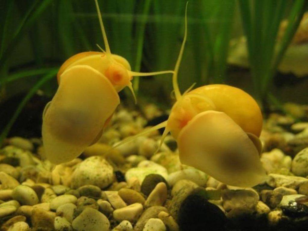 Гигантская ампулярия (ampullaria gigas) - aquinfo.ru - аквариумные рыбки и все с ними связанное