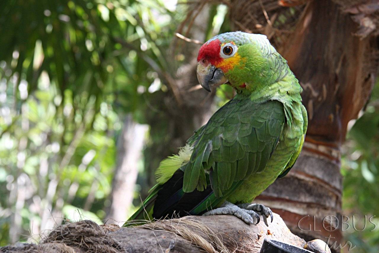 В новой зеландии обнаружены останки самого большого попугая в истории