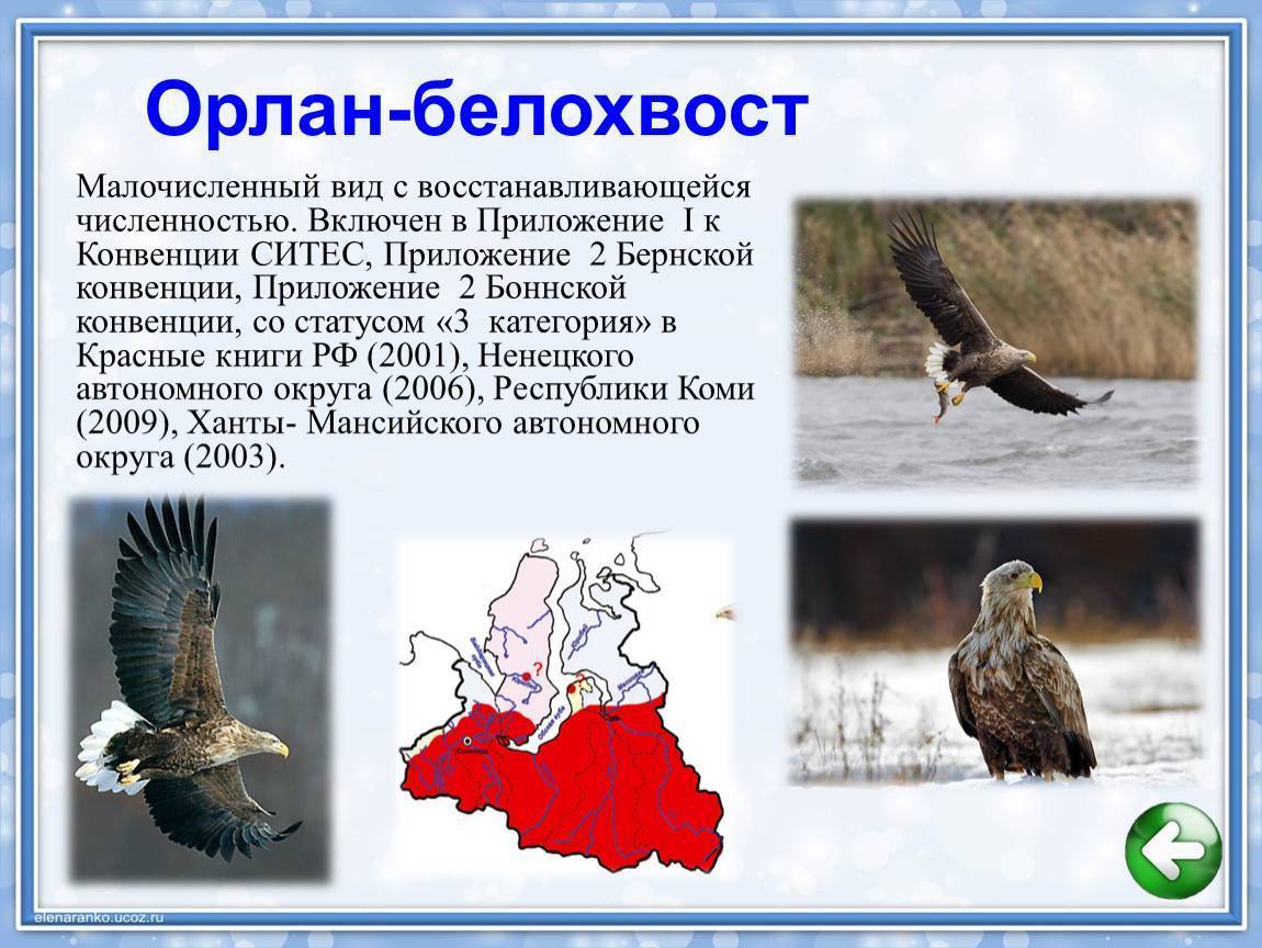 Орлан-белохвост. описание, особенности, образ жизни и среда обитания птицы