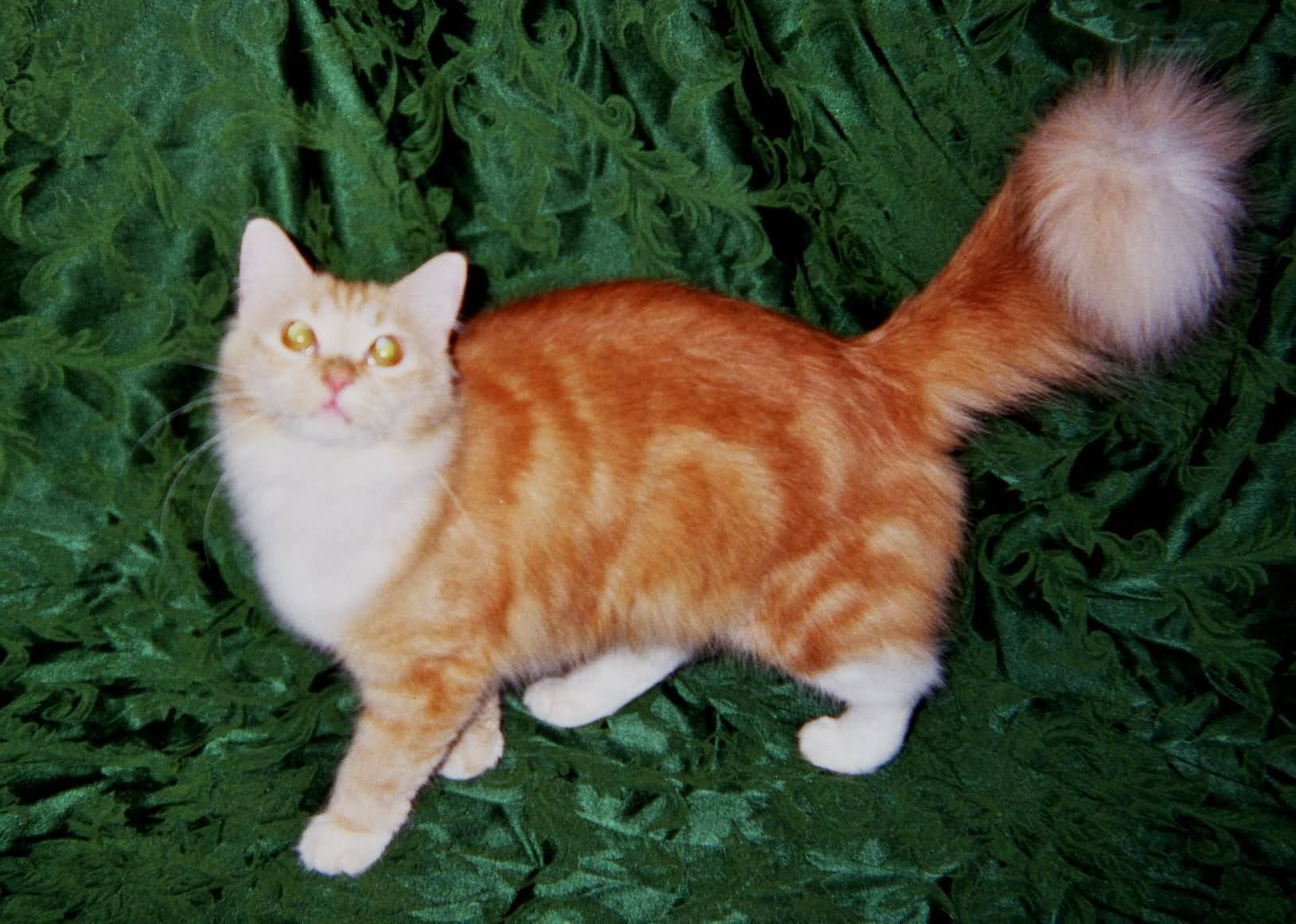 Рагамаффин: описание породы, фото кошек, питание и уход