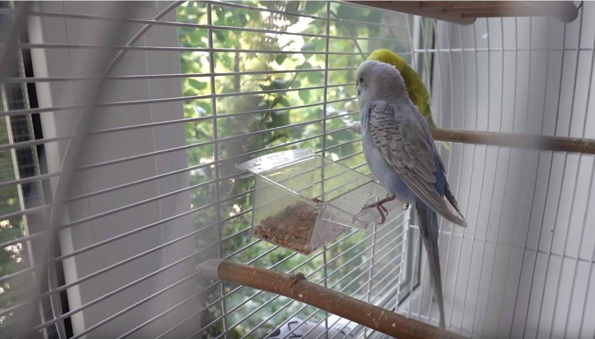 Жизнь волнистого попугая в домашних условиях