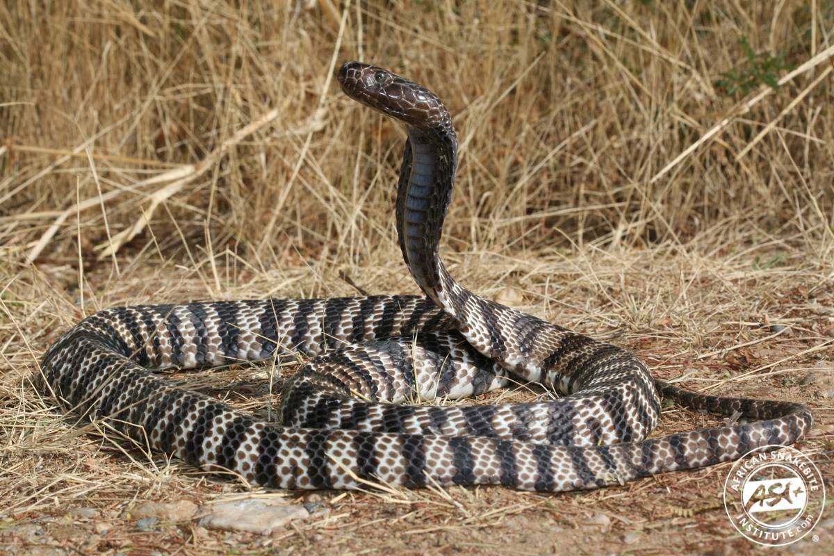Змея черная мамба – опасная змея африки. описание и фото черной мамбы