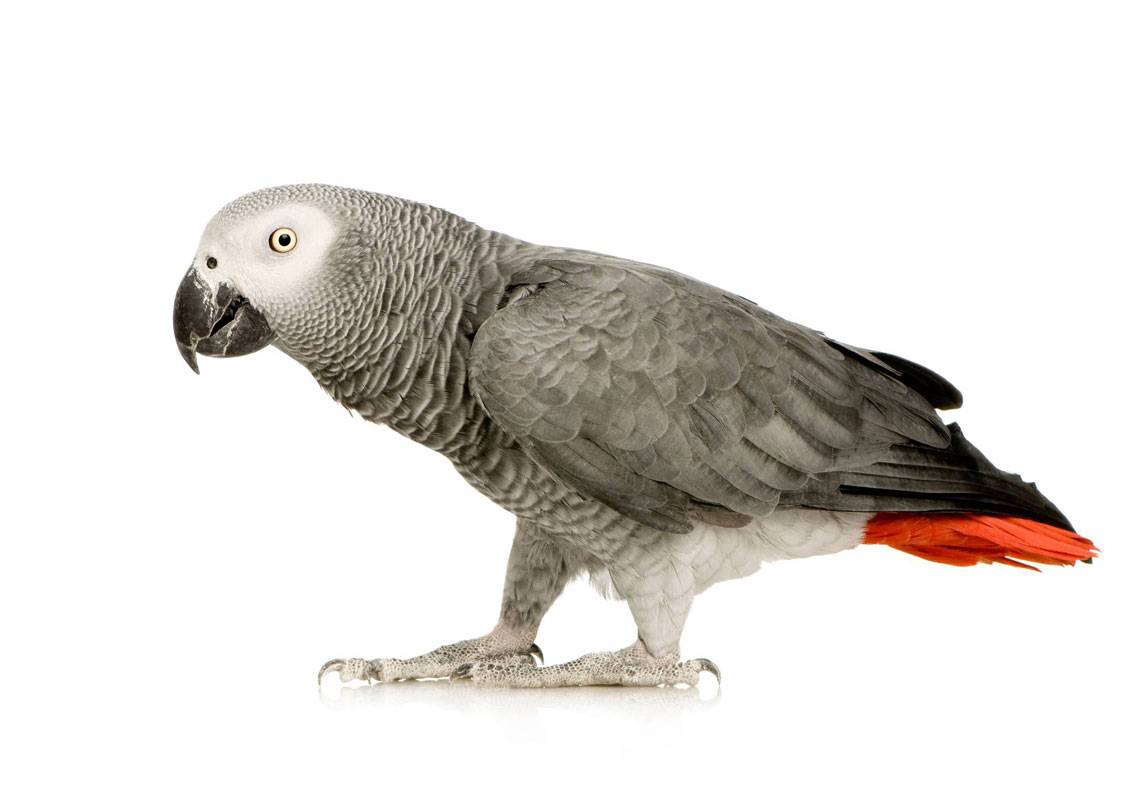Попугаи породы жако: разновидности, особенности содержания, кормления и ухода за жако