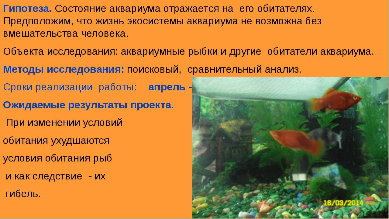 Другие аквариумные обитатели. Кто еще живет в аквариуме?