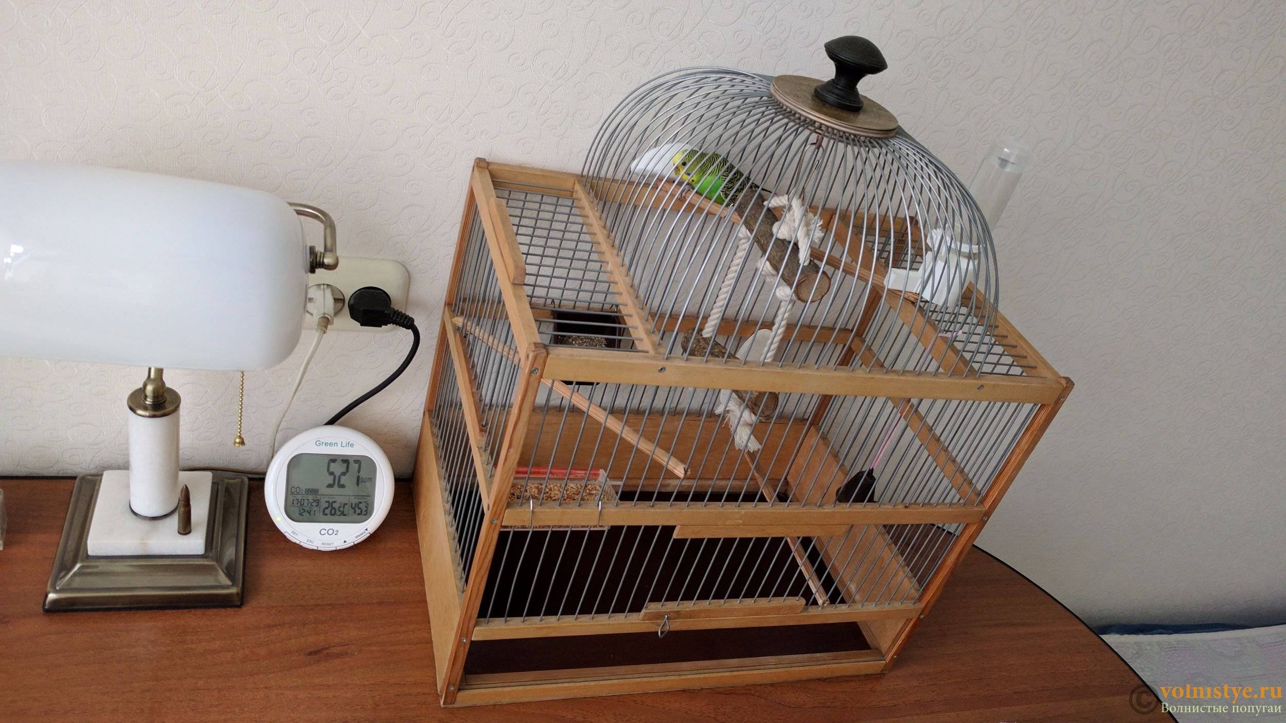 Уход и содержание волнистых попугаев в домашних условиях