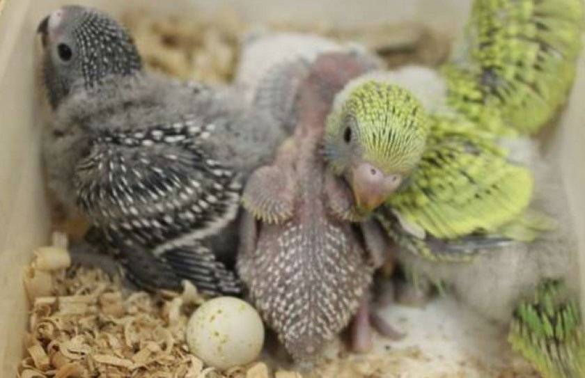 Выкармливание птенцов попугаев смесью fiory micropills baby birds.