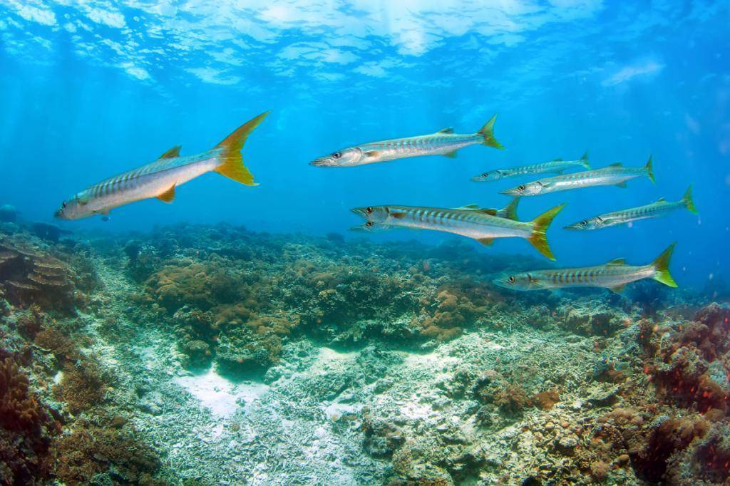 Барракуда рыба. образ жизни и среда обитания барракуды