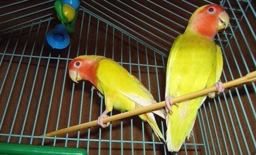 Сколько лет живут попугаи неразлучники