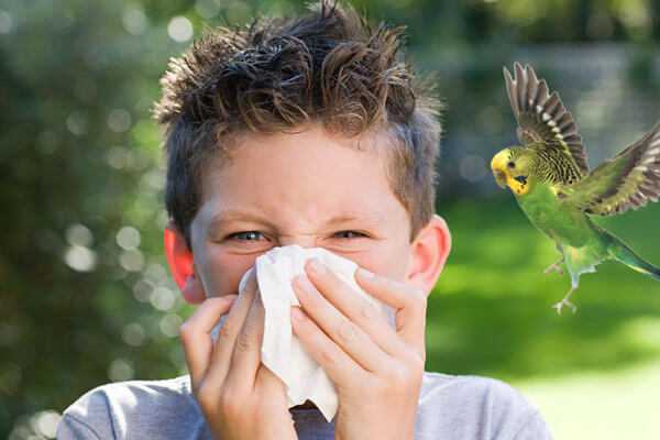 Аллергия на попугаев у детей и взрослых, лечение