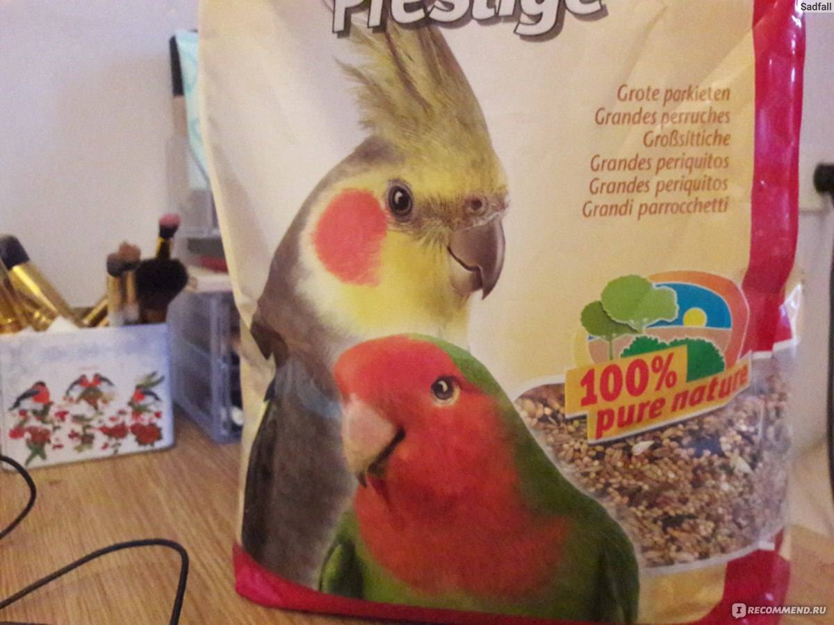 Можно ли попугаем корелла хлеб. хлеб и волнистый попугай: быть или не быть? дневные нормы растительной пищи